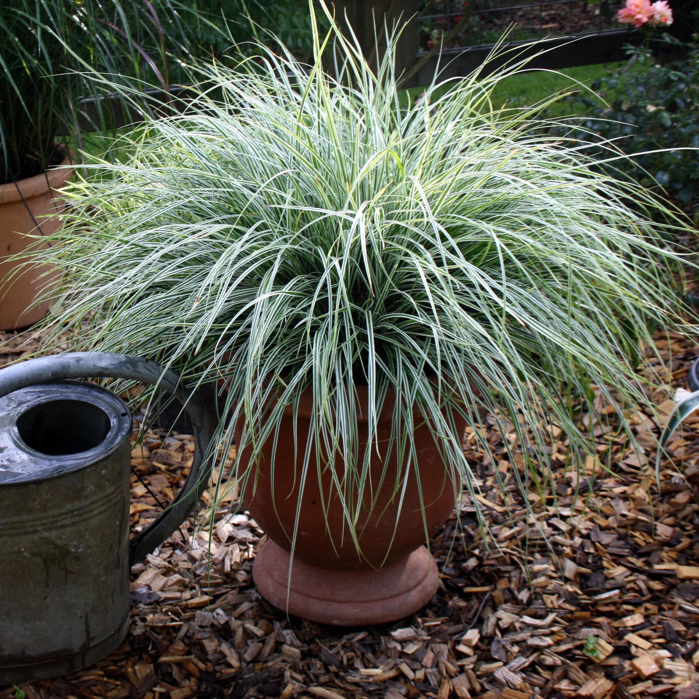 Carex oshimensis 'Everest'